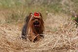 YORKSHIRE TERRIER 488
